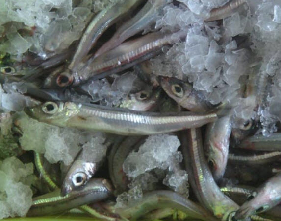 Argentina sphyraena_03.jpg